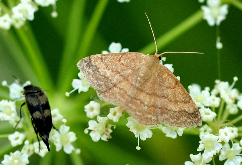 Geometridae da Id.